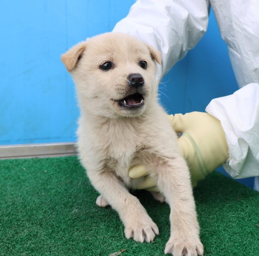 제주 동물보호센터_450650202500723